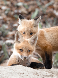 Fox Cubs