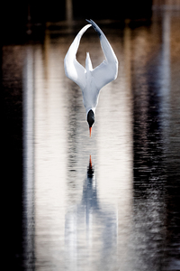 Diving Tern