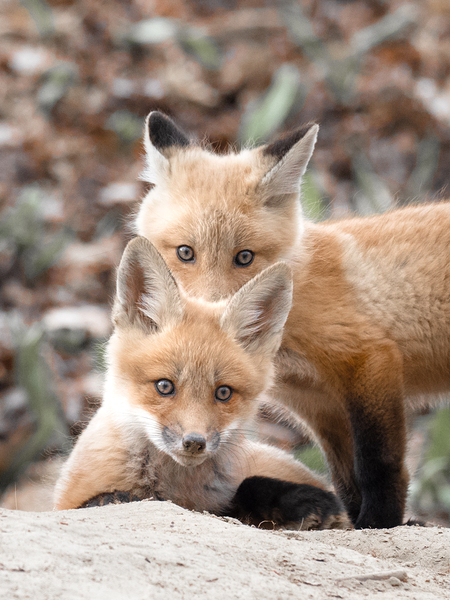 Fox Cubs Print