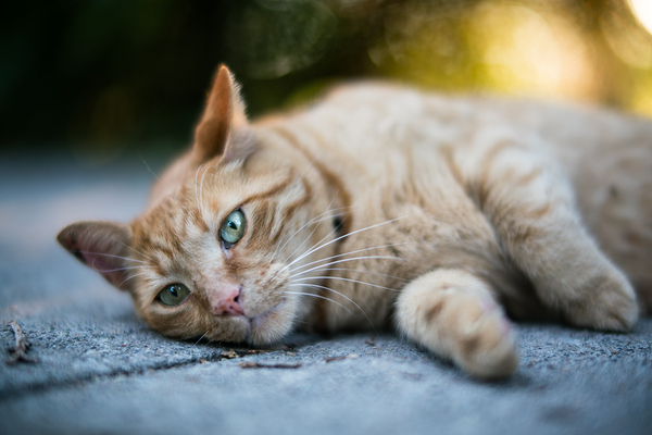 Last Summer Cat Print