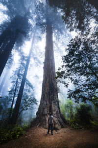 Towering Tree