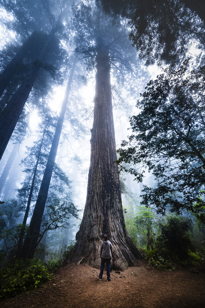 Towering Tree by Drew Roberts