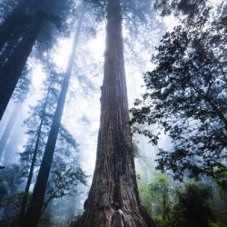 Towering Tree
