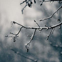 Winter   Landscape