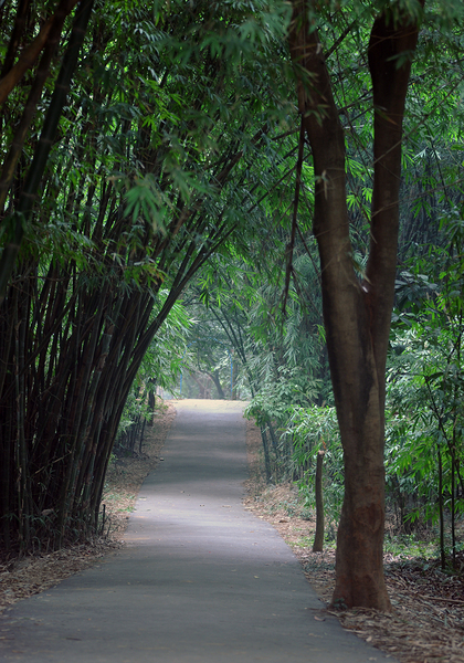 Bamboo Bush Covering a Path 2 by Ismat Jahan