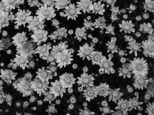 Flowers Floundering