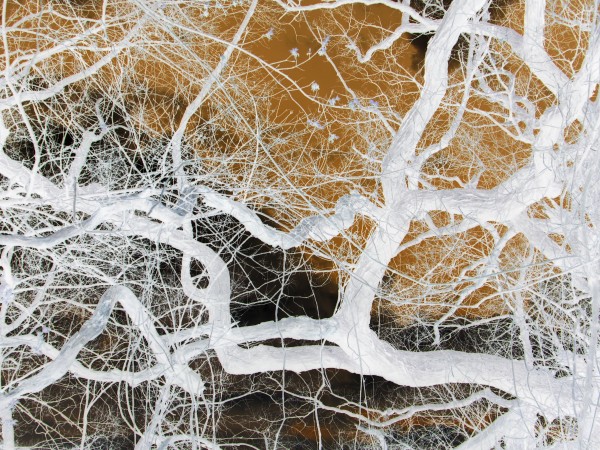 Tree Dancer Print