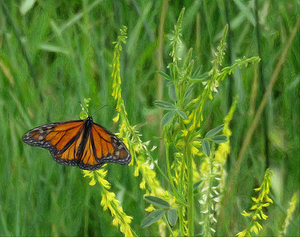 Monarch Summer