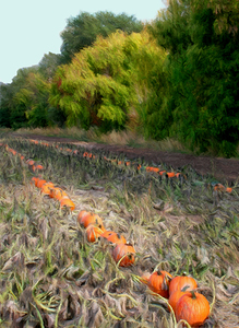 Pumpkin Patch 