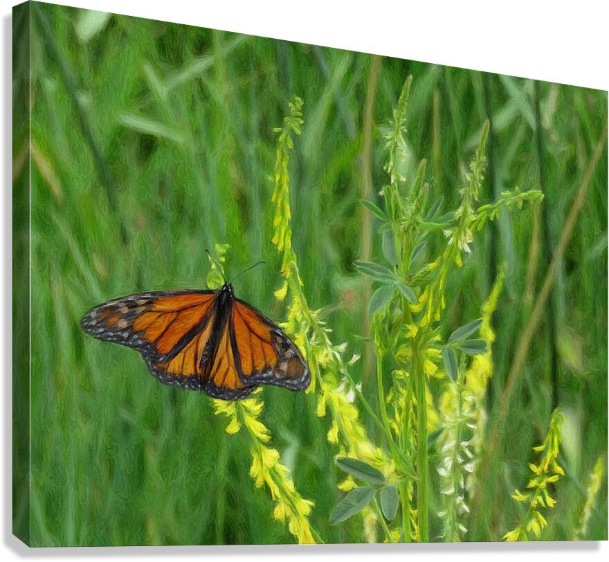 Monarch Summer Canvas Print
