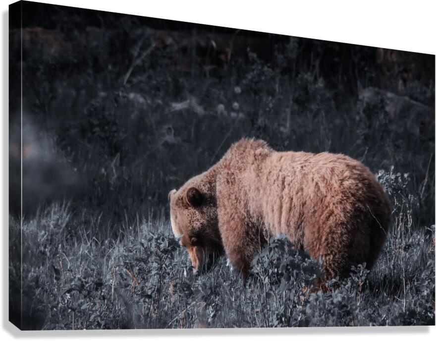 Grizzly Canvas Print
