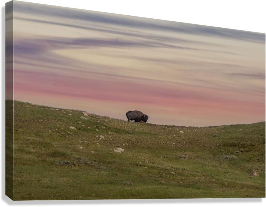Bison Canvas Print