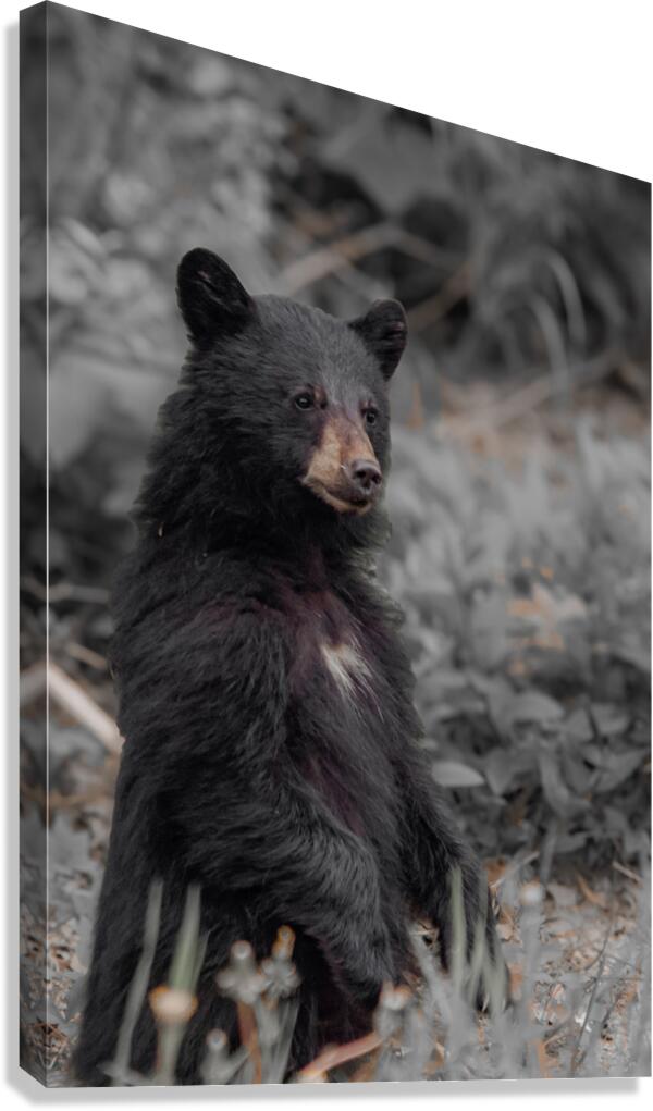 Curious bear cub Canvas Print