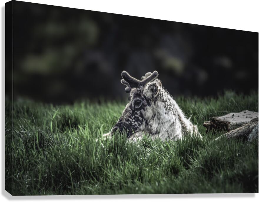 Break Canvas Print