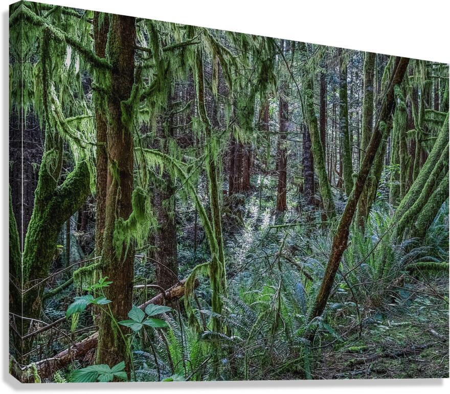 Pluvial Canvas Print