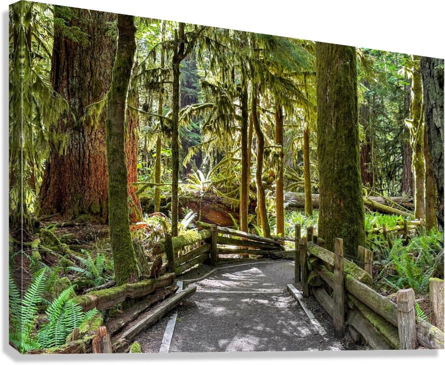 The path Canvas Print