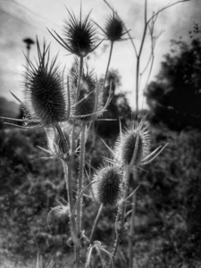 The Nature is wonderful