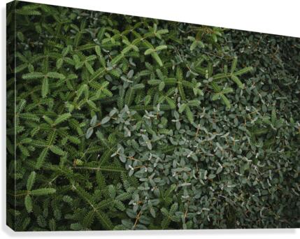 Silent carpet Canvas Print