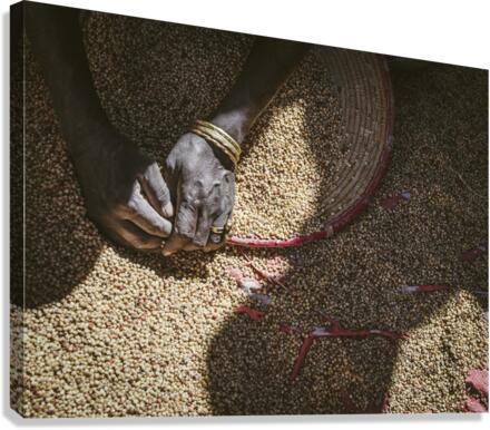 Sorting Hands Canvas Print