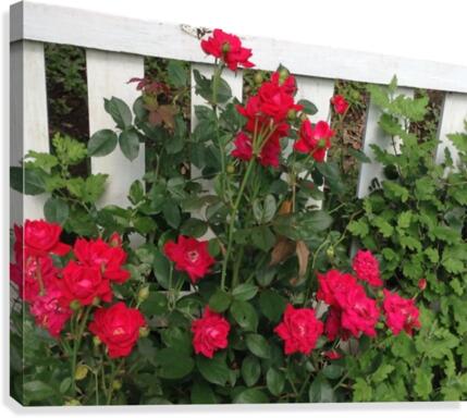 Red Knockout Canvas Print
