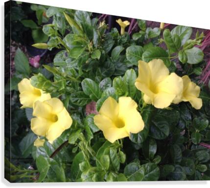Yellow Mandevilla Canvas Print
