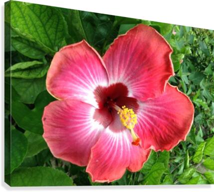 Awesome Petals Canvas Print