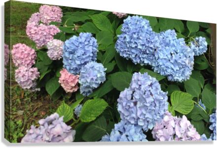Hydra Blues Canvas Print