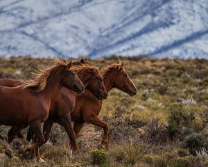Wild Horses Roam