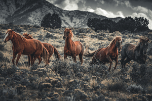 Wild Horse Group