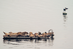 Sleepy Seals 1