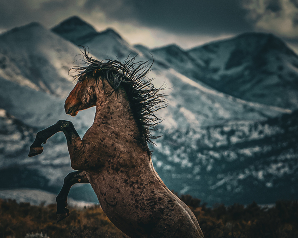 Wild Horse Mountain  by Anthony Cummins