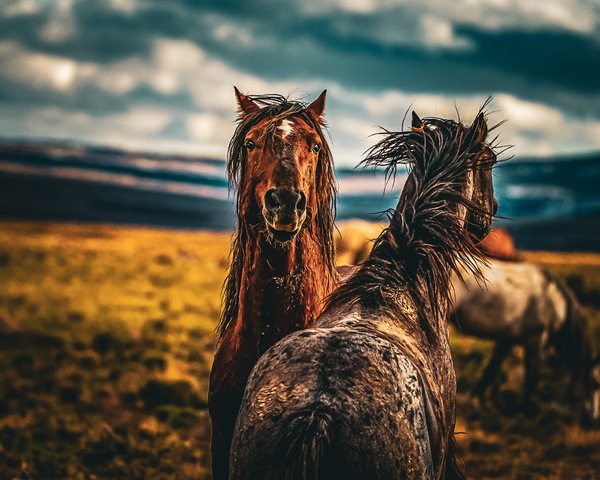 Wild Horse  by Anthony Cummins