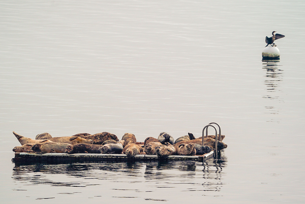 Sleepy Seals 1 by Anthony Cummins