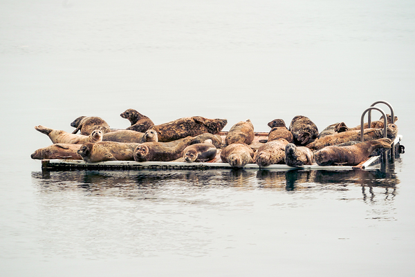 Sleepy Seals 3 by Anthony Cummins