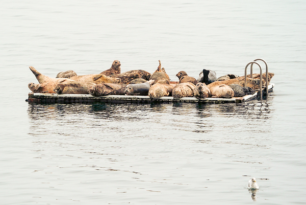 Sleepy Seals 2 by Anthony Cummins