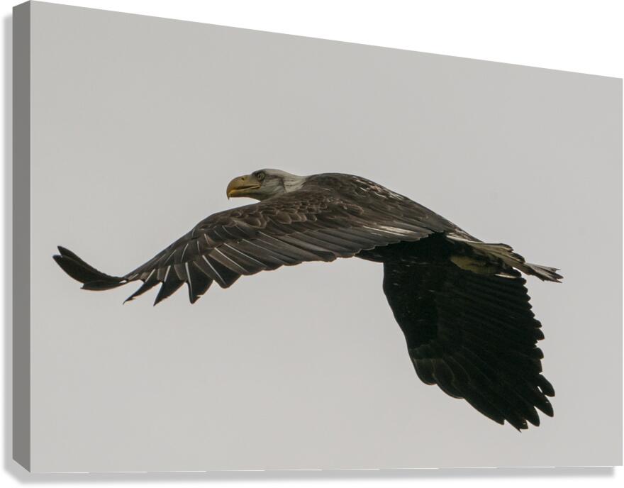 IMG 6945 Canvas Print