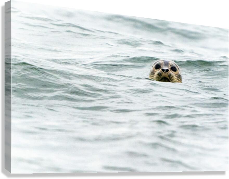 IMG 6949 Canvas Print