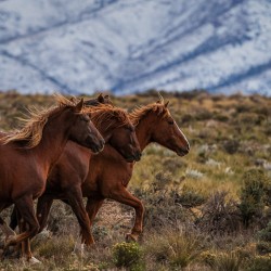 Wild Horses Roam