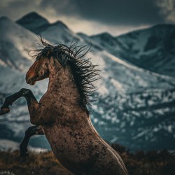 Wild Horse Mountain 