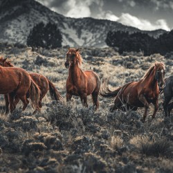 Wild Horse Group