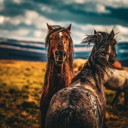 Wild Horse 