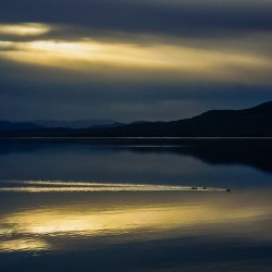 Ducks at Sunset