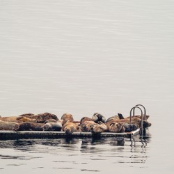 Sleepy Seals 1