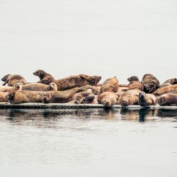 Sleepy Seals 3