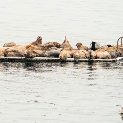 Sleepy Seals 2