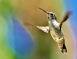 HumBird2