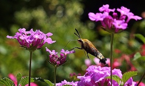 Mothra3