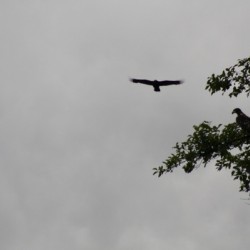IMG 4820