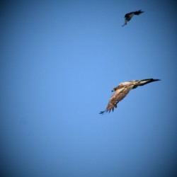 IMG 2745