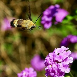 Mothra1